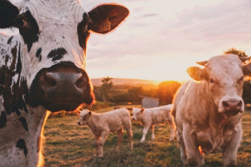 Pemalang Precision Livestock Telemetry Facility